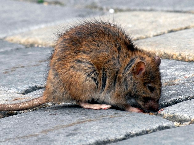 Nejvíc potkanů je na sídlištích. Města začala s plošnou deratizací