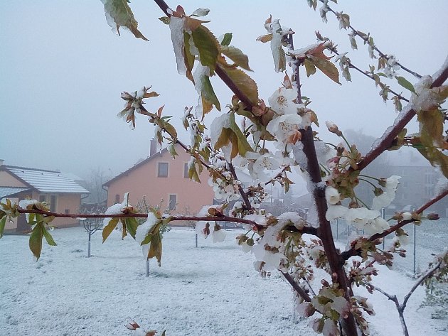OBRAZEM: Příroda vykouzlila sněhové nadělení i na konci dubna - Kutnohorský deník
