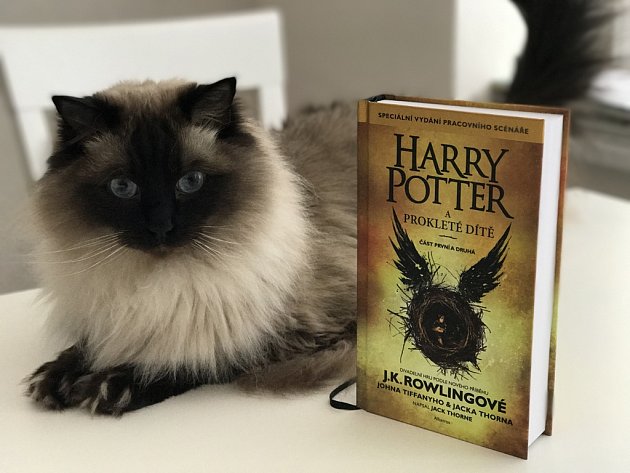 Kouzelník Harry Potter se vrací. A s ním přichází také černá magie