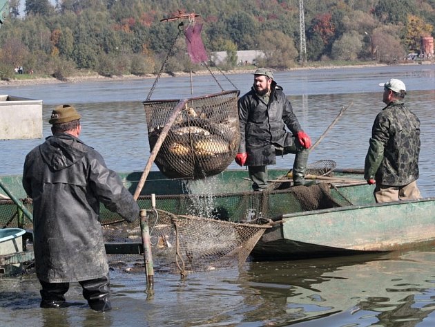 Rybáři už plánují podzimní výlovy