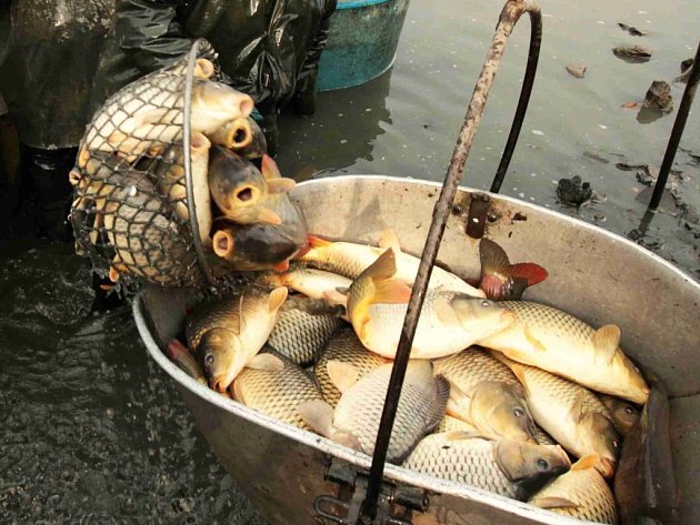 Rybáři vyloví tři rybníky u Třebíče a připraví hody