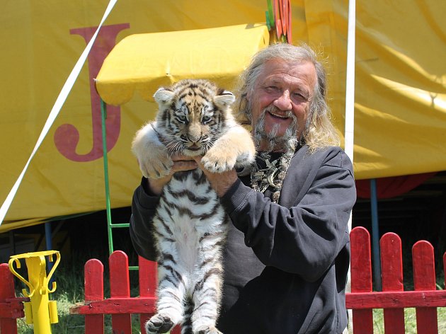 Národní cirkus Jo-Joo přiváží do Třebíče mládě tygra ussurijského