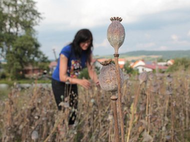 Pěstitelé máku na Jihlavsku jsou během prázdnin v pozoru