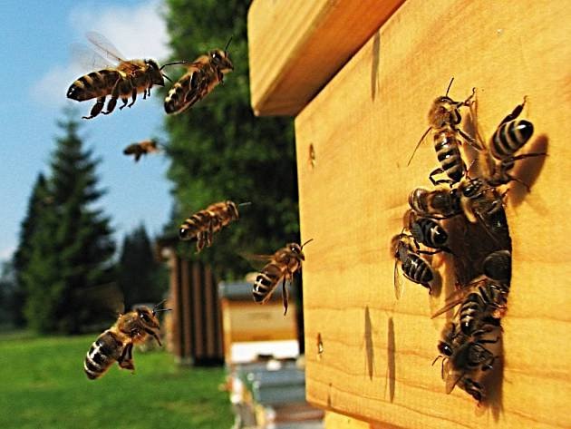 Okříšky přispívají včelařům na ochranu včelstev