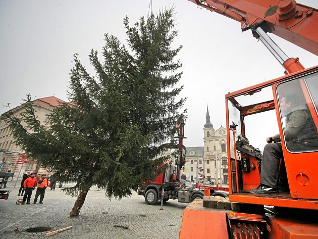 Letošní jihlavský vánoční strom je o něco menší, měří devět metrů