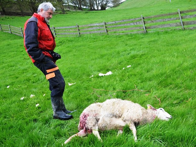 FARMÁŘ Jan Šefc starší ukazuje jednu z ovcí, která nepřežila útok vlka.
