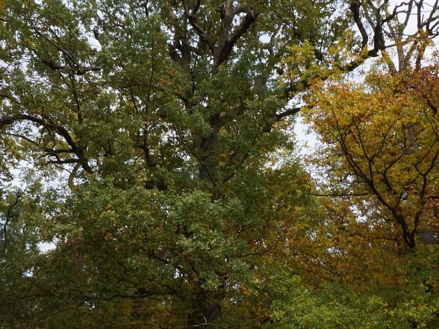 Arboristé ošetří památné duby u Hrotovic na Třebíčsku