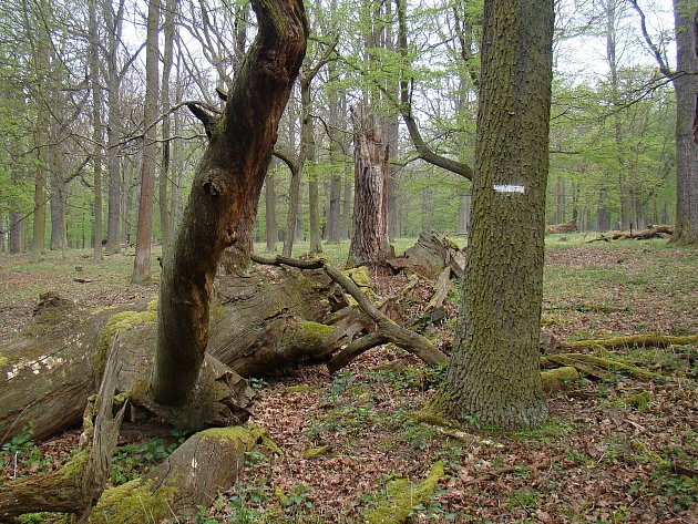 Na Náměšťsku byl vyhlášen zákaz vstupu do lesů