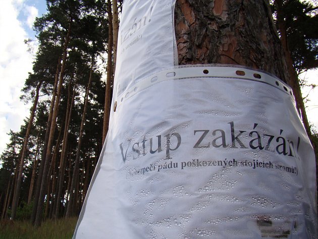 Stromy kolem přehrady Staviště hrozí pádem, do lesů je zakázáno vstupovat