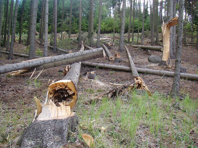 Z lesů se ztrácí dřevo, zloději unikají