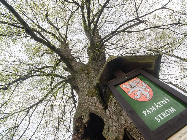 Lípa z Chobotského dvora je ve finále ankety Strom roku 2017