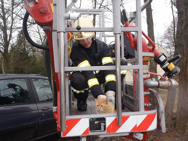 Žďárští hasiči zachránili kočku ze stromu