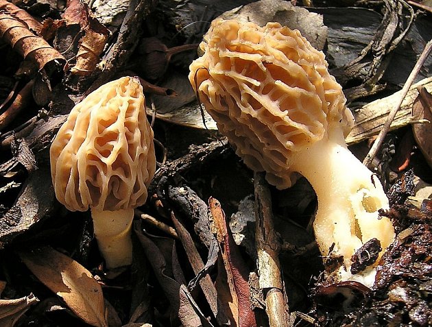 Zimní houby střídají jarní. Dejte si nadívané smrže