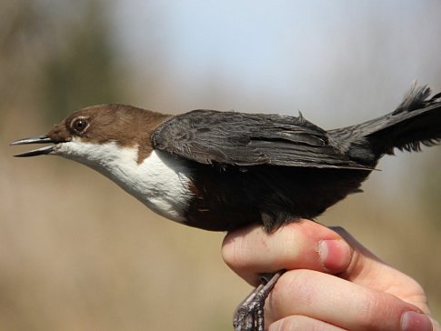 Vědci zkoumali ptačí nevěru u říčky Fryšávky