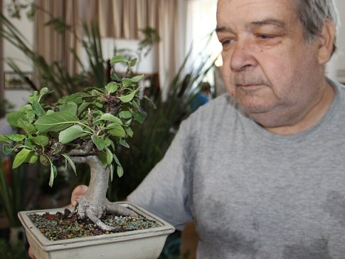 Pravá bonsaj je jen ta od dědečka pro vnuka