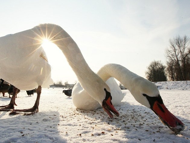 K ledu přimrzlé labutě zachraňují hasiči