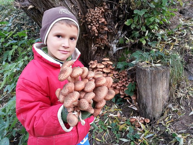 Začíná čas václavek, rostou ke konci září