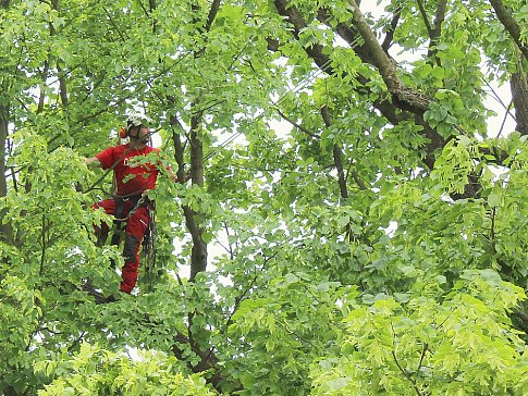 Ošetření lípy ve Smolotelech. V koruně lípy arborista Daniel Dolenský.