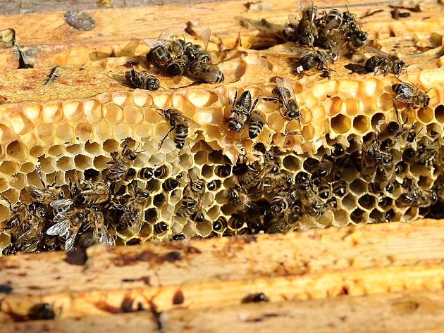 Zloděj ukradl med přímo z včelína