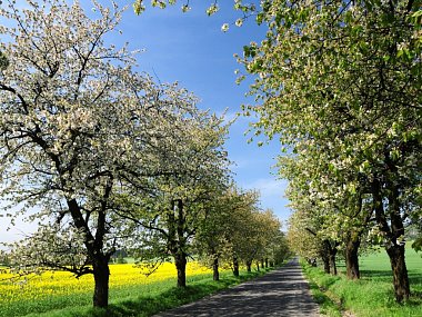  - 20120427-stromy-maj-rozkvetla-alej_denik-380