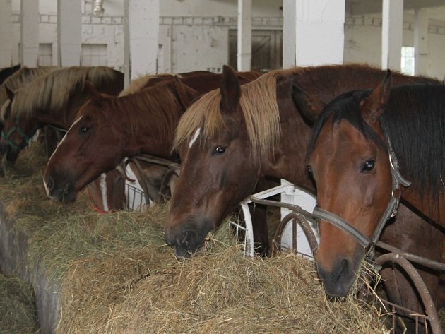Benefiční akce zajistí peníze pro koně z koňské záchytky