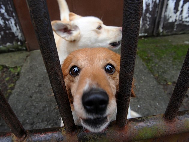 Strážníci loni ve Žďáře odchytili na sedmdesát psů