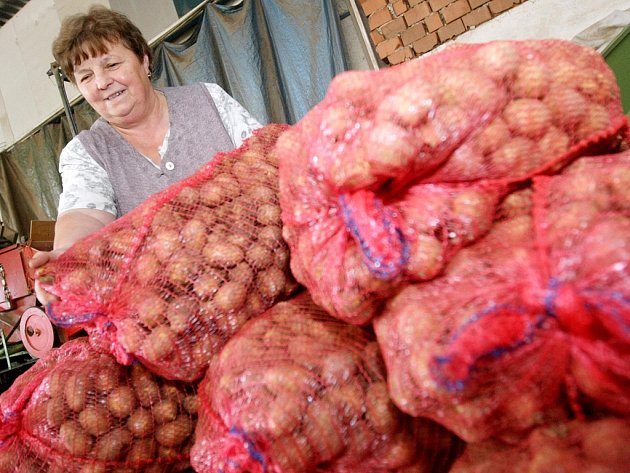 Sklizeň brambor na Žďársku končí, úroda je vyšší než loni