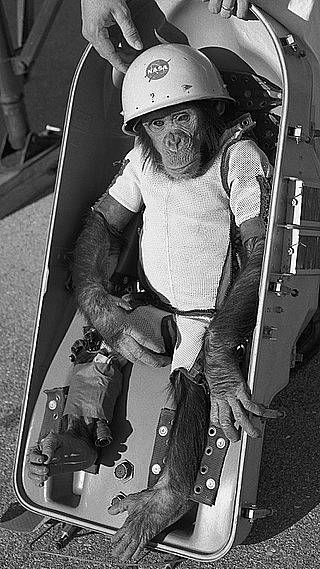 Šimpanz Ham ve vesmíru strávil zhruba 16 minut.