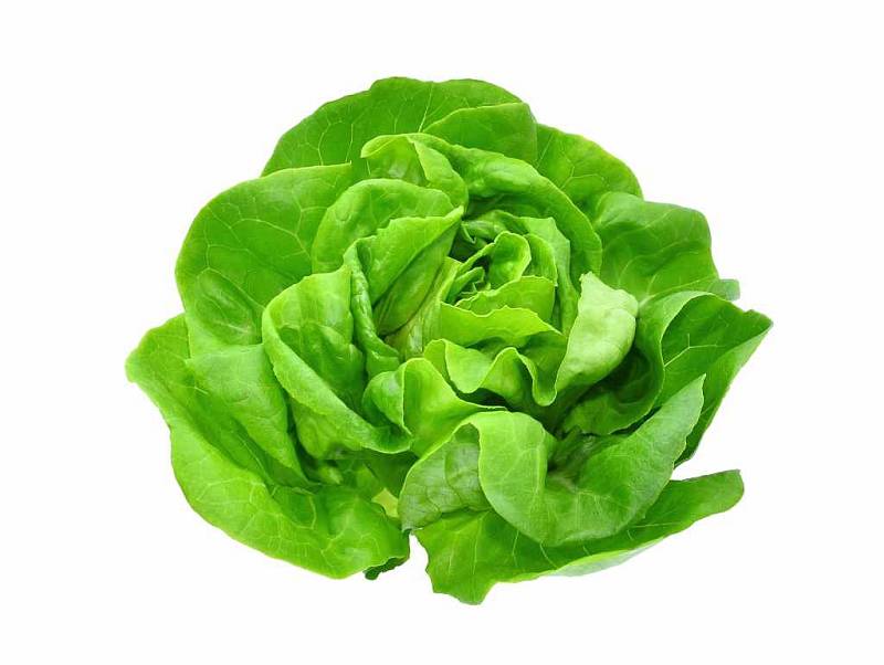 Zelenina - hlávkový salát