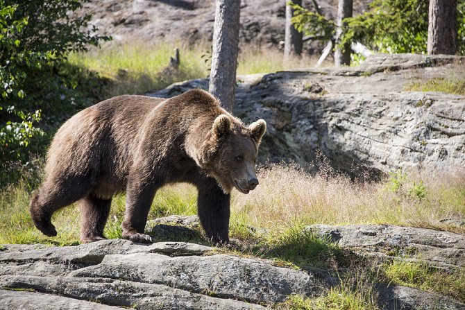 Medvěd hnědý (Ursus arctos)