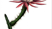 Kaktus měsíčního svitu aneb Selenicereus spinulosus. Druh kaktusu pocházející z východního Mexika a případně dolního údolí Rio Grande v Texasu ve Spojených státech