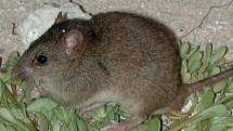Vyhynulá australská krysa Melomys rubicola.