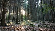 Lesní stezka na pomezí Čech a Saska