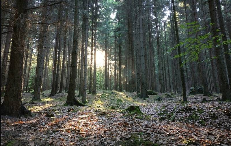 Lesní stezka na pomezí Čech a Saska