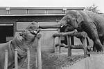 Slon cejlonský Baby a hroch Petr