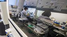 Pracovnice mikrobiologické laboratoře trutnovské nemocnice 29. listopadu 2021  vyhodnocují testy na covid-19