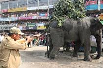 Divoký slon, který se pět hodin toulal v ulicích jednoho města na východě Indie, rozséval paniku a poničil stovku domů, obchodů i dalších budov a také několik aut. 