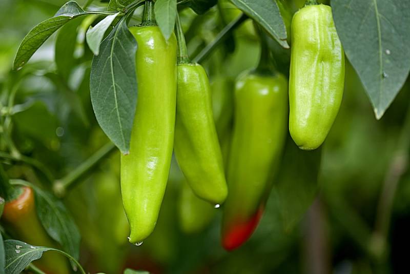 Podle zelinářů je nyní vysoká cena papriky dána tím, že se prodává výhradně skleníková produkce z dovozu.
