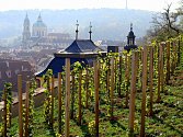 Svatováclavská vinice na Pražském hradě