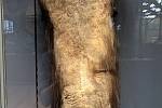 Mamutí noha z pařížského muzea, na které se zachovala i část kůže a osrstění.