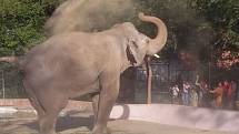 Slon v Marghazarské zoologické zahradě