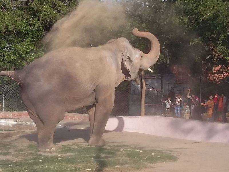 Slon v Marghazarské zoologické zahradě