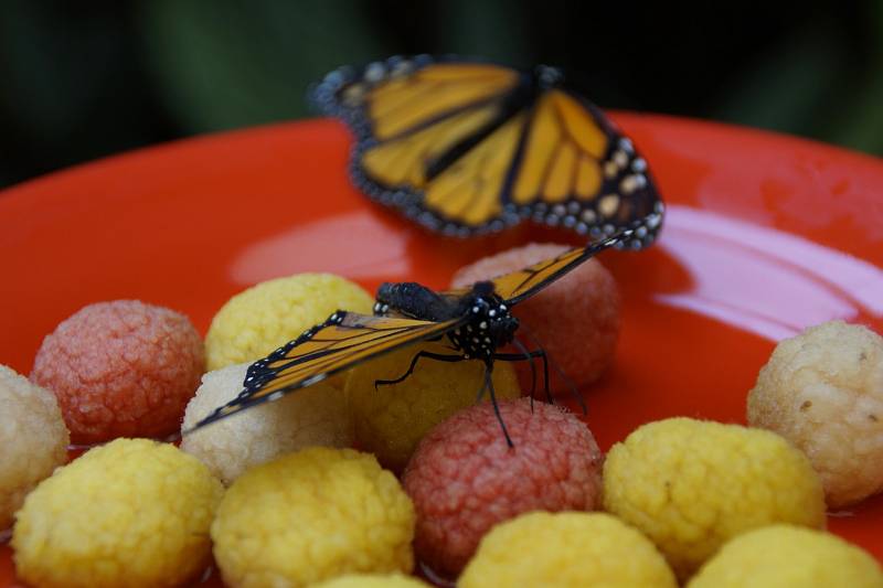 Monarcha stěhovavý (danaus plexippus)