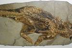 Fosilie psittacosaura, vyhynulého ceratopsia, v Senckenbergově muzeu ve Frankfurtu