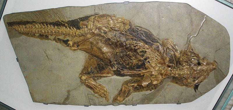 Fosilie psittacosaura, vyhynulého ceratopsia, v Senckenbergově muzeu ve Frankfurtu