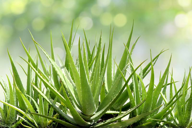 Aloe vera pomáhá při kožních onemocněních.