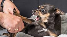Agresivní pes. Ilustrační snímek