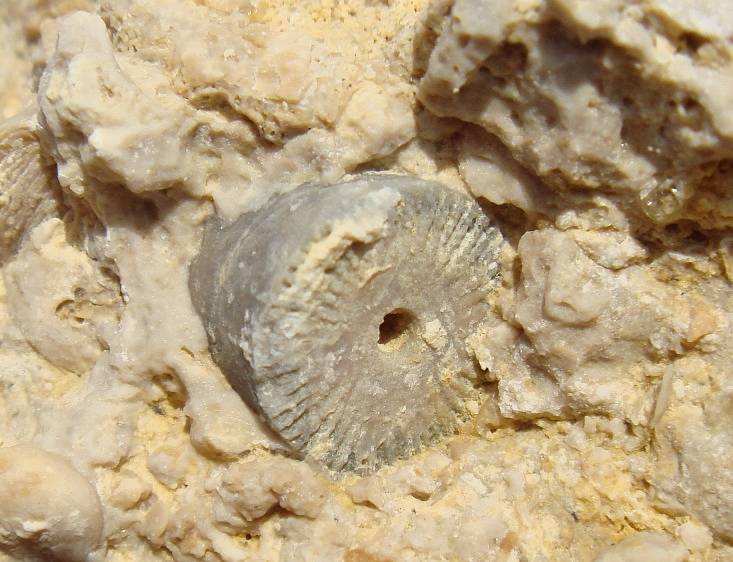 Zkameněliny lilijic z francouzského naleziště La Pointe du Chay
