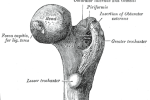 Stavba hlavice lidské stehenní kosti