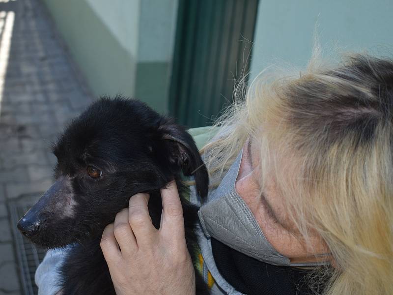 Fenka Nelinka, která byla nalezena na Klatovsku ve velmi zuboženém stavu, s čumáčkem přelepeným izolační páskou, se zotavuje v klatovském útulku v péči Miloslavy Šeflové. 